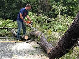 Tree and Shrub Care in North Branch, MI