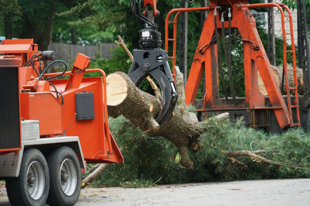 North Branch, MI Tree Services Company